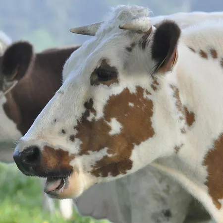Séjour à la ferme Hof Kriemisch Lanzerath